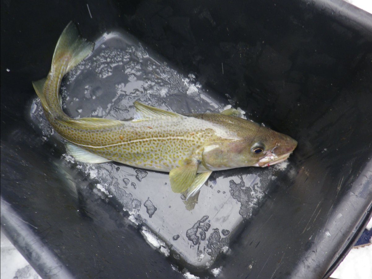 Cod Fishing31